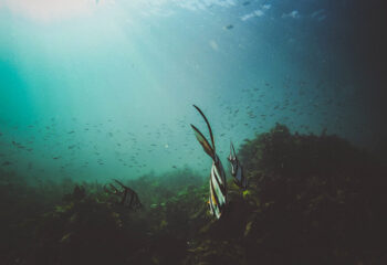 pexels-photo-70226 pexels-photo-70226