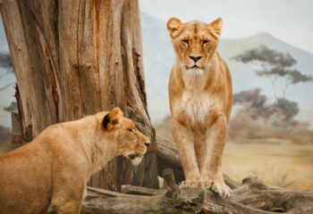 africa-21787_1920 africa-21787_1920